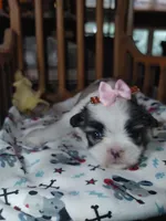 Lucy, a female Maltese and Shih Tzu for sale in Houston, TX – Photo 9 of 10