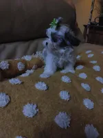 Lucy, a female Maltese and Shih Tzu for sale in Houston, TX – Photo 7 of 10