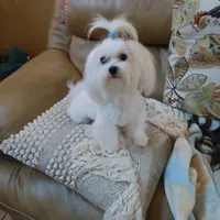 Pop corn, a male Maltese for sale in Houston, TX – Photo 3 of 3