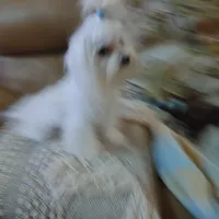 Pop corn, a male Maltese for sale in Houston, TX – Photo 1 of 3