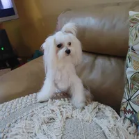 Pop corn, a male Maltese for sale in Houston, TX – Photo 2 of 3