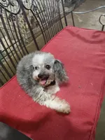 Fancy, a female Poodle - Toy  for sale in Houston, TX – Photo 2 of 4