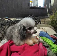 Fancy, a female Poodle - Toy  for sale in Houston, TX – Photo 3 of 4