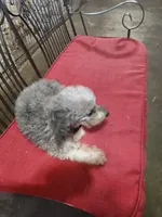 Fancy, a female Poodle - Toy  for sale in Houston, TX – Photo 4 of 4