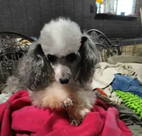 Fancy, a female Poodle - Toy  for sale in Houston, TX – Photo 1 of 4