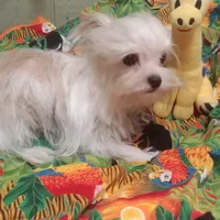 Liberty Flame, a female Yorkshire Terrier for sale in Houston, TX – Photo 1 of 4