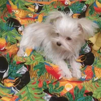 Liberty Flame, a female Yorkshire Terrier for sale in Houston, TX – Photo 3 of 4