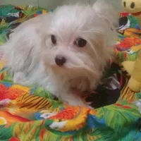 Liberty Flame, a female Yorkshire Terrier for sale in Houston, TX – Photo 2 of 4