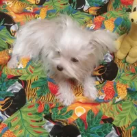 Liberty Flame, a female Yorkshire Terrier for sale in Houston, TX – Photo 4 of 4