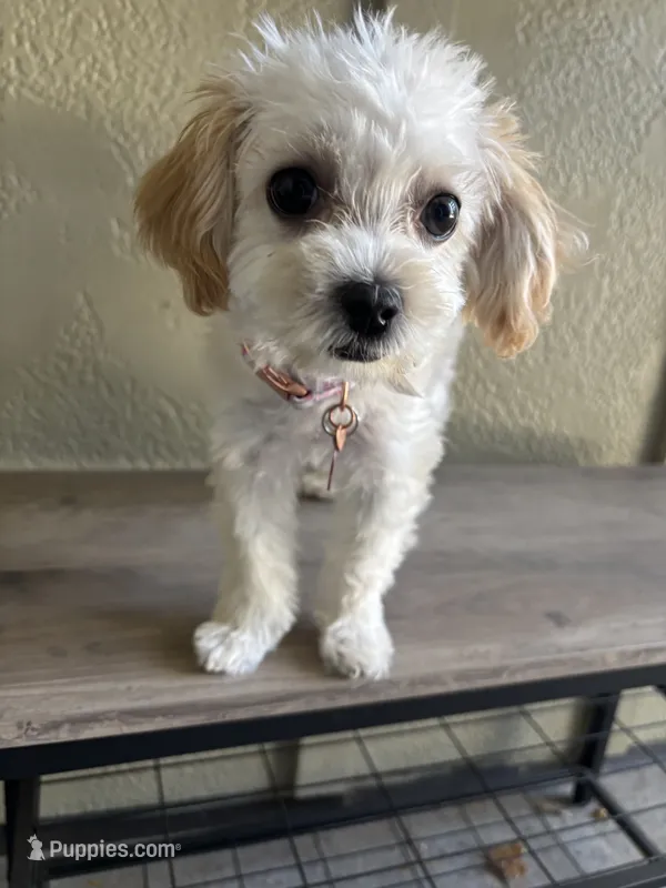 Lolly – Maltipoo puppy for sale in Vancouver, WA