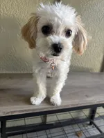 Lolly, a female Maltipoo for sale in Vancouver, WA – 1 of 3
