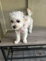 Lolly, a female Maltipoo for sale in Vancouver, WA – 2 of 3