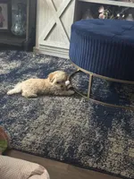 Lolly, a female Maltipoo for sale in Vancouver, WA – 4 of 6