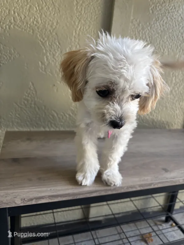 Lollipop – Maltipoo puppy for sale in Vancouver, WA