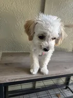 Lollipop, a female Maltipoo for sale in Vancouver, WA – 1 of 3