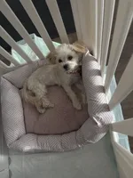 Lolly, a female Maltipoo for sale in Vancouver, WA – 6 of 6
