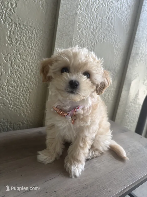 Lolly – Maltipoo puppy for sale in Vancouver, WA