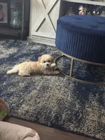 Lolly, a female Maltipoo for sale in Vancouver, WA – 3 of 6