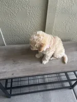 Lolly, a female Maltipoo for sale in Vancouver, WA – 2 of 6