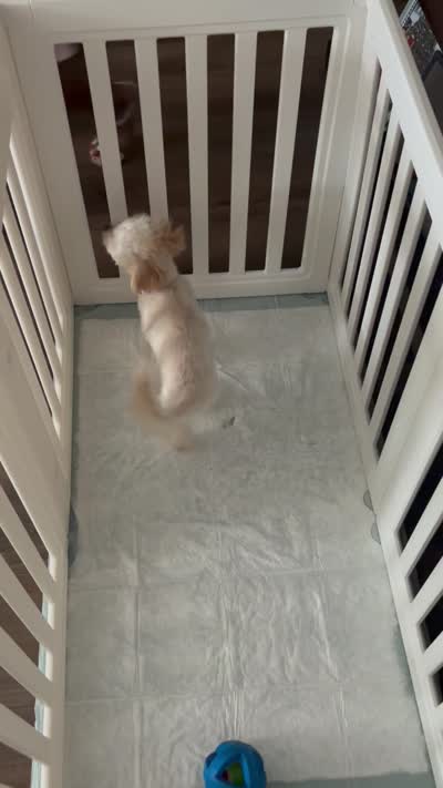 Lolly, a female Maltipoo for sale in Vancouver, WA – 3 of 3