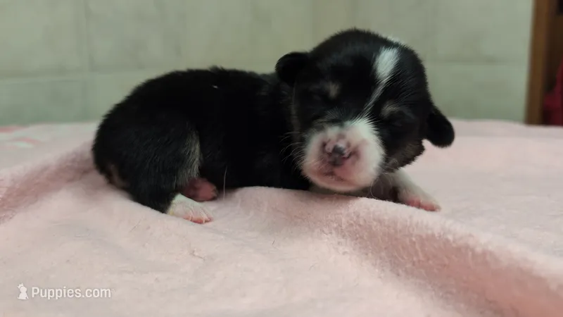 Green Collar Male  – Pembroke Welsh Corgi puppy for sale in Stoystown, PA