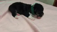 Green Collar Male , a male Pembroke Welsh Corgi for sale in Stoystown, PA – 3 of 5