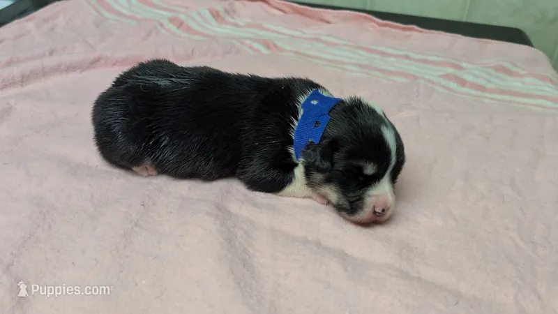 Blue Collar Male  – Pembroke Welsh Corgi puppy for sale in Stoystown, PA