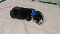 Blue Collar Male , a male Pembroke Welsh Corgi for sale in Stoystown, PA – 1 of 4