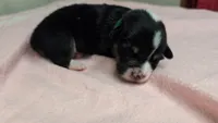 Green Collar Male , a male Pembroke Welsh Corgi for sale in Stoystown, PA – 2 of 5