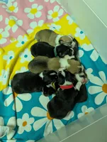 Yellow collar male , a male Pembroke Welsh Corgi for sale in Stoystown, PA – 4 of 6