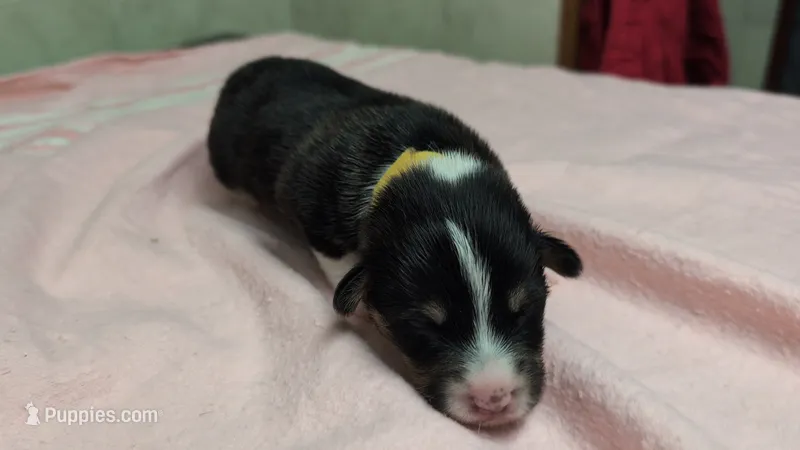 Yellow collar male  – Pembroke Welsh Corgi puppy for sale in Stoystown, PA