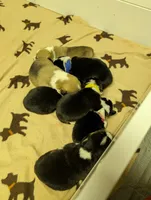 Blue Collar Male , a male Pembroke Welsh Corgi for sale in Stoystown, PA – 4 of 4