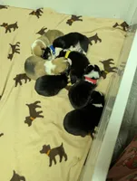 Blue Collar Male , a male Pembroke Welsh Corgi for sale in Stoystown, PA – 3 of 4