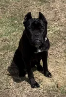 Bane, a male Cane Corso for sale in Essex, MA – 3 of 8