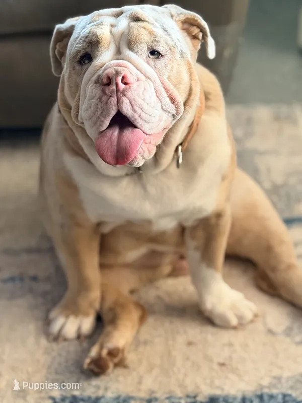 Guava – English Bulldog puppy for sale in Essex, MA