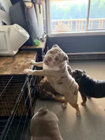 Guava, a female English Bulldog for sale in Essex, MA – 6 of 8