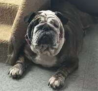 Moose, a female English Bulldog for sale in Essex, MA – 3 of 3