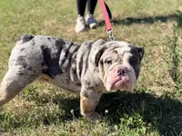 Stitch , a male English Bulldog for sale in Essex, MA – 5 of 8