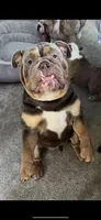 chulo, a male English Bulldog for sale in Essex, MA – 3 of 3