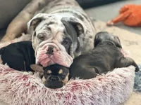 Stitch, a male English Bulldog for sale in Essex, MA – 2 of 7