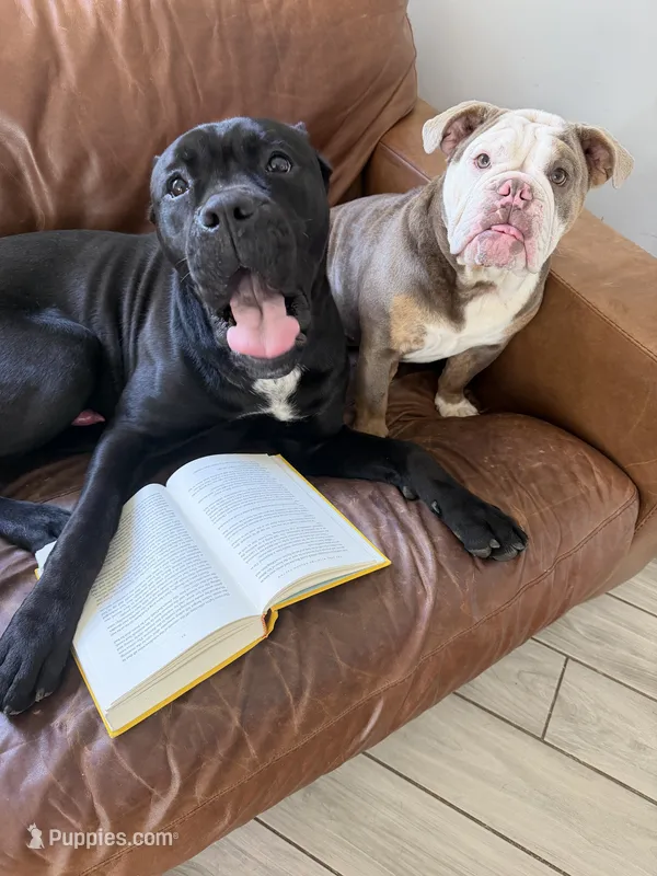 Bane – Cane Corso puppy for sale in Essex, MA