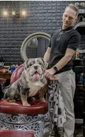 Stitch , a male English Bulldog for sale in Essex, MA – 7 of 8