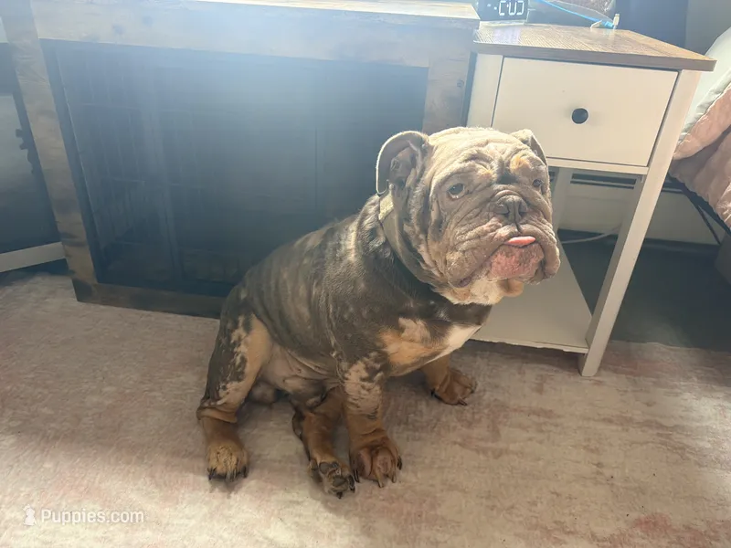 Chulo – English Bulldog puppy for sale in Essex, MA