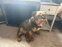 Chulo, a male English Bulldog for sale in Essex, MA – 1 of 1