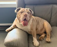 Guava, a female English Bulldog for sale in Essex, MA – 4 of 8