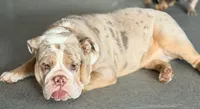 Guava, a female English Bulldog for sale in Essex, MA – 2 of 8