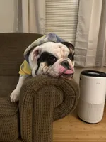 Chalupa , a male English Bulldog for sale in Essex, MA – 8 of 10