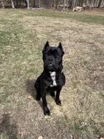 Bane, a male Cane Corso for sale in Essex, MA – 2 of 8