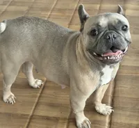 Dora the explorer , a female French Bulldog for sale in Essex, MA – 5 of 5