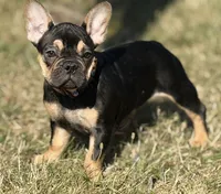 Dora the explorer , a female French Bulldog for sale in Essex, MA – 2 of 5
